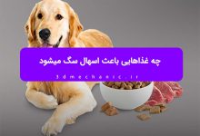 چه غذاهایی باعث اسهال سگ میشود